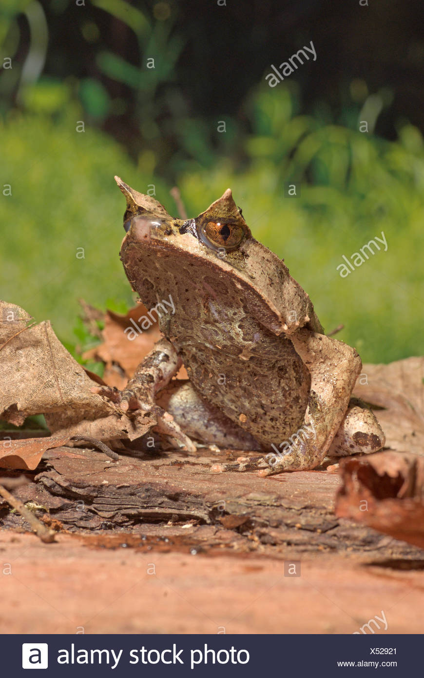 Asian horned toad