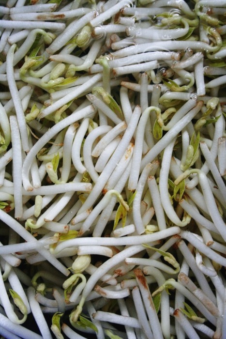 Bloomer reccomend super bean sprouts