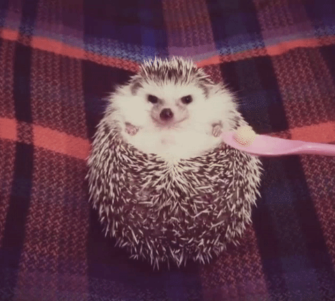 Tetra reccomend hedgehog taking bath