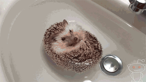 Banjo reccomend hedgehog taking bath