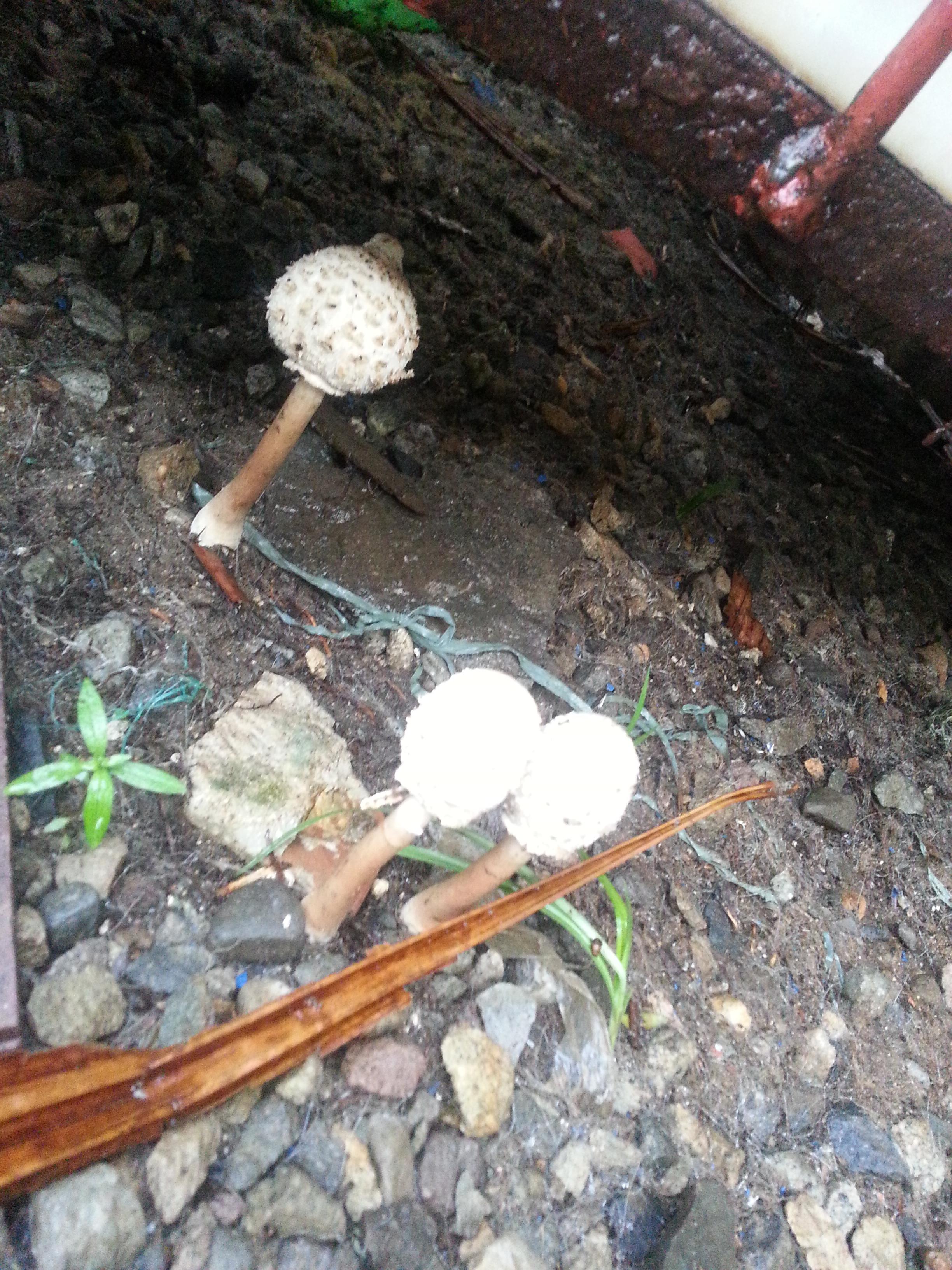Parang mushroom titi bata
