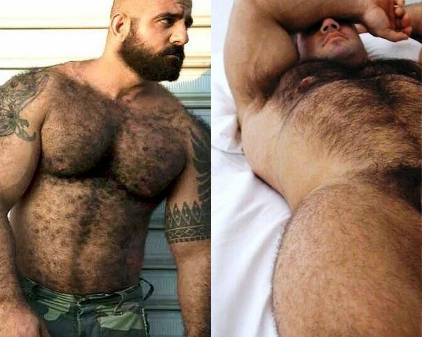 Urso macho gostoso